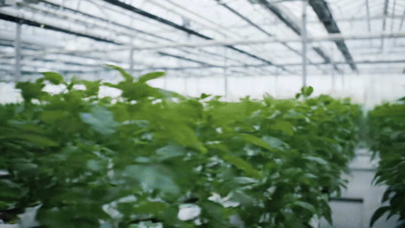 Smart Agriculture Technology Demo